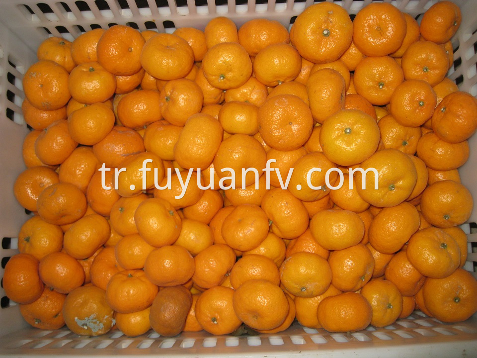 fresh baby mandarin 